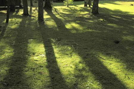 Photo for Trees and shadows on green grass in park - Royalty Free Image