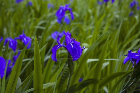 Téléchargez les photos : Iris fleurs dans un jardin - en image libre de droit