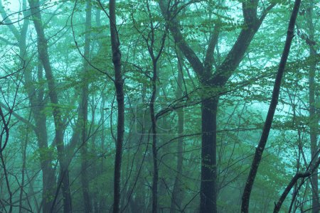 Téléchargez les photos : Belle vue sur la forêt d'été avec des arbres verts et du brouillard le matin - en image libre de droit
