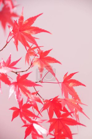 Foto de Hermosas hojas de arce rojo en la temporada de otoño - Imagen libre de derechos