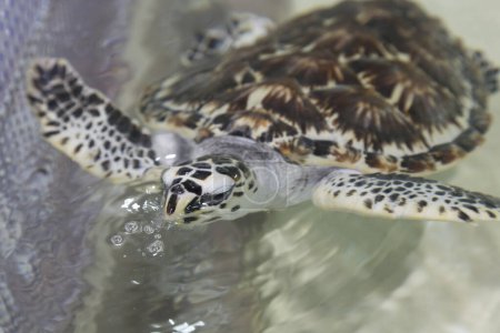 Foto de Tortuga marina (tortuga) nadando en el agua - Imagen libre de derechos