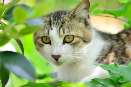 Téléchargez les photos : Chat mignon dans le jardin d'été - en image libre de droit