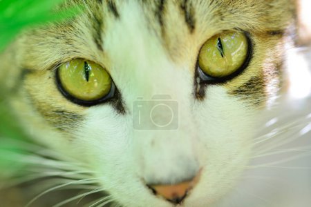 Téléchargez les photos : Curieux chat mignon dans les feuilles vertes - en image libre de droit