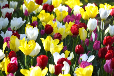 Téléchargez les photos : Champ de belles fleurs de tulipes en fleurs colorées - en image libre de droit