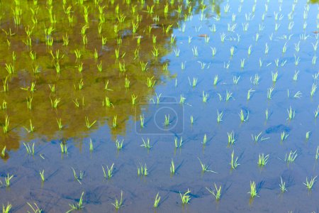 Téléchargez les photos : Reflet de l'eau dans une rizière à la campagne - en image libre de droit