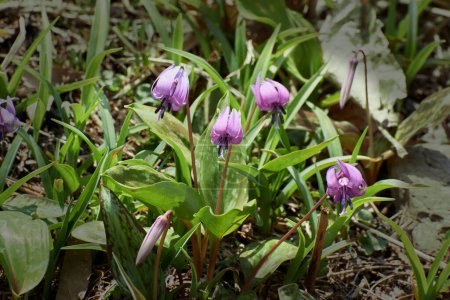 Foto de Flor violeta en el jardín - Imagen libre de derechos