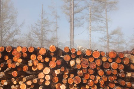 Téléchargez les photos : Grand tas de grumes en bois dans une pinède. Le concept de déforestation - en image libre de droit