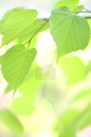 Photo for Green leaves of linden tree on a sunny day - Royalty Free Image