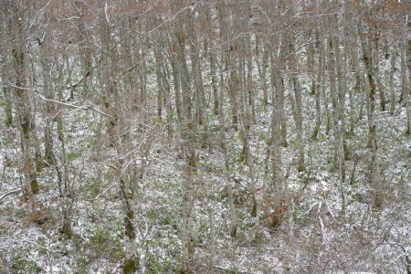 Foto de Árboles cubiertos de nieve en el bosque - Imagen libre de derechos