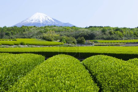 Photo for Green tea plantation in Japan countryside - Royalty Free Image