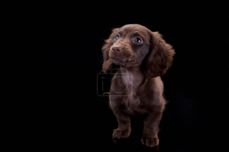 Photo for Portrait of an english cocker spaniel puppy on a black background. - Royalty Free Image