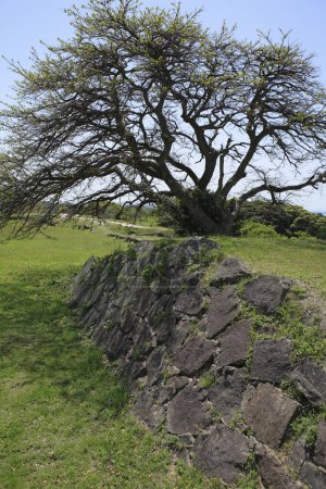 Foto de Hermoso paisaje rural con viejo muro de piedra y árboles verdes - Imagen libre de derechos