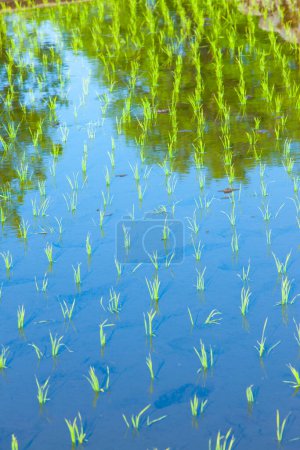 Photo for Water reflection in a paddy rice field in the countryside - Royalty Free Image