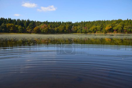Téléchargez les photos : Belle vue sur la forêt et le lac pittoresque - en image libre de droit