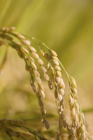 Foto de Planta de arroz verde en la naturaleza, la agricultura - Imagen libre de derechos