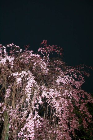 Téléchargez les photos : Belles fleurs roses sur l'arbre dans le jardin la nuit - en image libre de droit