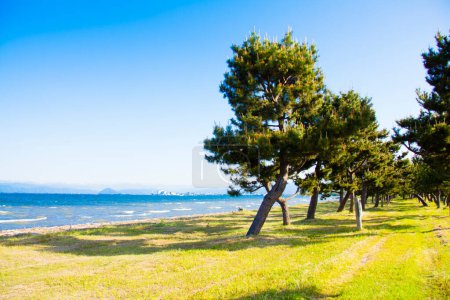 Foto de Árboles verdes cerca de la costa - Imagen libre de derechos