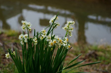 Téléchargez les photos : Belles fleurs jaunes de jonquille dans le jardin de printemps - en image libre de droit
