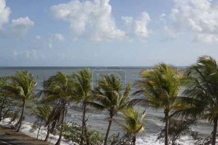 Foto de Hermosa vista de palmeras en la costa del mar - Imagen libre de derechos