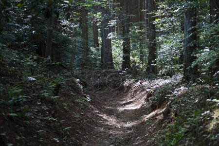 Foto de Hermosa escena con sendero y árboles verdes en el bosque - Imagen libre de derechos