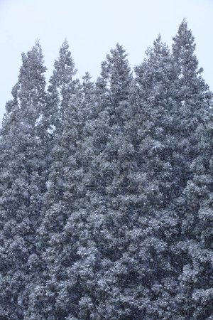 Foto de Hermoso bosque de invierno, árboles cubiertos de nieve, naturaleza - Imagen libre de derechos