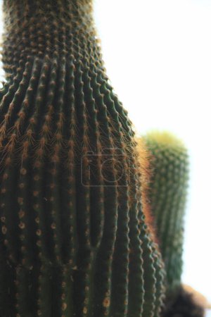 Photo for Beautiful green cactus plants in close up. - Royalty Free Image