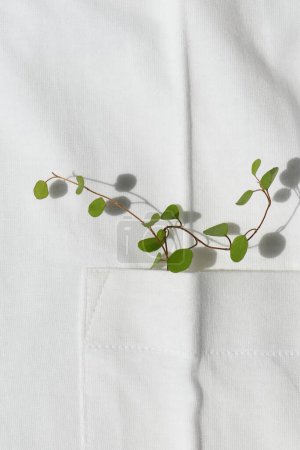 Téléchargez les photos : T-shirt blanc avec une plante dans la poche - en image libre de droit