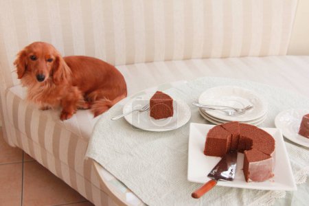 Photo for Cute dog near decorated table with chocolate cake - Royalty Free Image