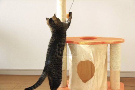 Foto de Lindo gato gris juega con un juguete - Imagen libre de derechos