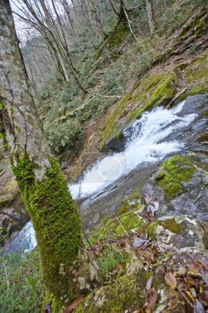 Téléchargez les photos : Petite cascade dans une belle forêt en montagne - en image libre de droit