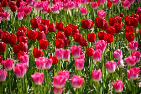 Foto de Campo de hermosas flores de tulipanes rojos y rosados florecientes - Imagen libre de derechos