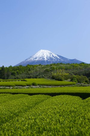 Photo for Green tea plantation in Japan countryside - Royalty Free Image