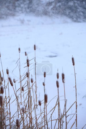 Blick auf den Winterpark mit gefrorenem See und Typha latifolia Pflanzen, besser bekannt als Rohrkolben