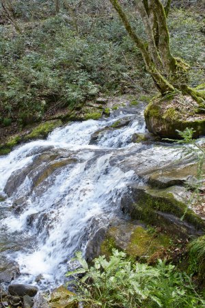 Téléchargez les photos : Beau paysage avec ruisseau pittoresque dans les montagnes - en image libre de droit