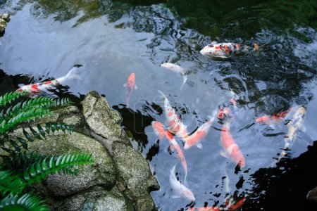 Téléchargez les photos : Beaux poissons koï nageant dans l'étang, vue rapprochée - en image libre de droit