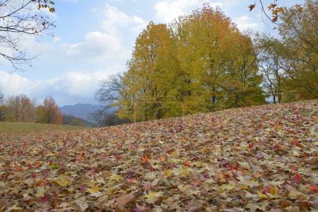 Foto de El otoño sale en el parque. Brillantes colores de la naturaleza - Imagen libre de derechos