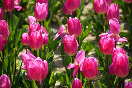Foto de Campo de hermosas flores de tulipanes rosados florecientes - Imagen libre de derechos