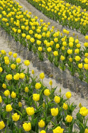 Foto de Campo de florecimiento hermoso tulipanes amarillos flores - Imagen libre de derechos