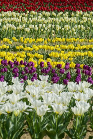 Foto de Campo de flores de tulipanes florecientes coloridos hermosos - Imagen libre de derechos