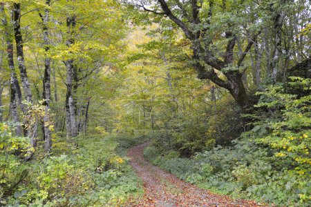 Foto de El otoño sale en el parque. Brillantes colores de la naturaleza - Imagen libre de derechos