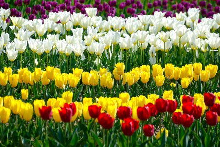 Foto de Campo de flores de tulipanes florecientes coloridos hermosos - Imagen libre de derechos