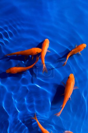 Photo for Orange koi carps in the water, fish swimming in aquarium - Royalty Free Image