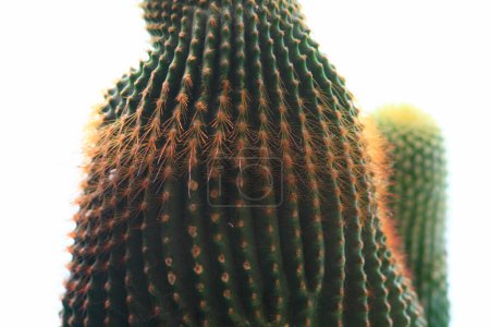 Photo for Beautiful green cactus plants in close up. - Royalty Free Image