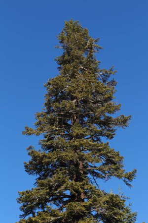 Foto de Vista de ángulo bajo de pino verde alto contra el cielo azul - Imagen libre de derechos