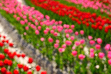 Téléchargez les photos : Champ de belles fleurs de tulipes en fleurs colorées - en image libre de droit