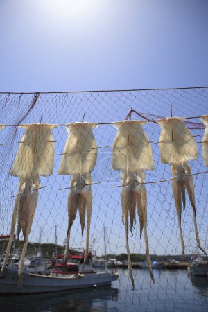 Téléchargez les photos : Vue rapprochée des calmars de séchage suspendus aux filets de pêche - en image libre de droit
