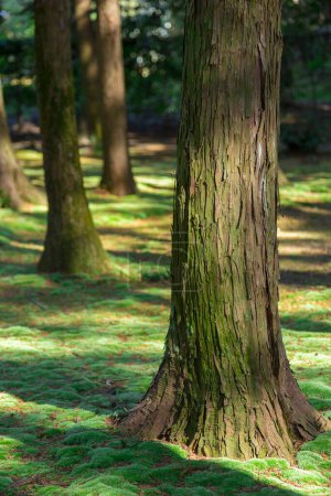 Téléchargez les photos : Tree trunks in moss at the park, flora and nature - en image libre de droit