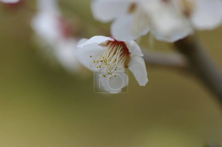 Photo for Close-up view of beautiful cherry blossoms in spring park - Royalty Free Image