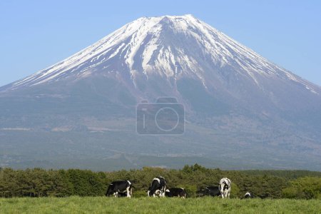 Téléchargez les photos : Fuji de montagne avec vaches au Japon sur fond de nature - en image libre de droit