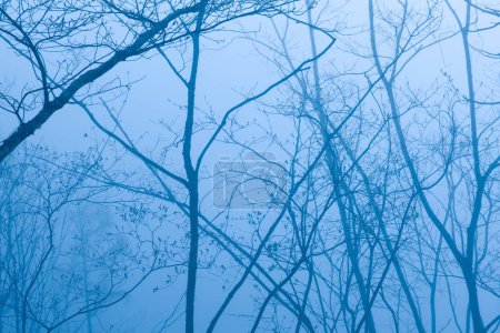 Téléchargez les photos : Mystérieuse forêt d'hiver dans la brume, beau paysage d'arbres brumeux - en image libre de droit